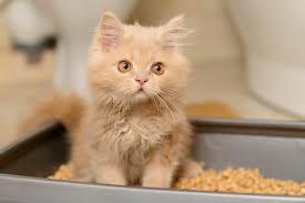 Fcov is a virus of the gastrointestinal tract. Inside Scoop On Cat Poop