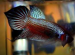 Spade Tail Betta Yi Taniyalim Betta Beta Baligi Akvaryum
