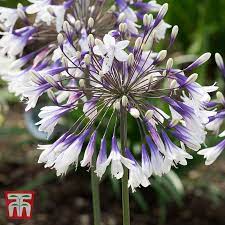 Agapanthus Fireworks Thompson Morgan Agapanthus Agapanthus Plant Big Blooms
