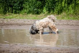 Wie merke ich das ally giardien hat? Hilfe Giardien Im Hund