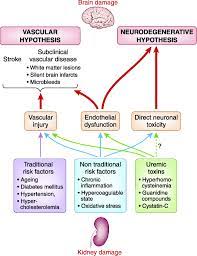 Schematic Representation Of Potential Causes Of Cognitive Impairment In Download Scientific Diagram