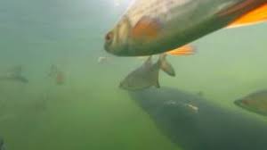 All about mutated animals of chernobyl, mutations in humans and childrens. Yes There Are Giant Catfish In Chernobyl S Cooling Pond But They Re Not Radiation Mutants Wtf Earth Touch News