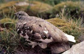 Image result for Phyllanthus taylorianus