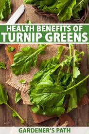 How long do turnips take to grow? Health Benefits Of Turnip Greens Gardener S Path