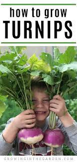 How To Grow Turnips 5 Tips For Growing Turnips Growing In The Garden Growing Turnips How To Plant Carrots Growing Vegetables