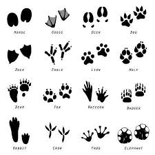 Animal Spoor Footprints Icon Vector Animal Footprints Animal Tracks Cat Paw Print