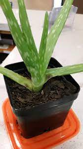 Brown Spots On My Baby Aloe Vera Gardening Garden Diy Home Flowers Roses Nature Landscaping Horticulture Aloe Vera Plant Aloe Plant Aloe