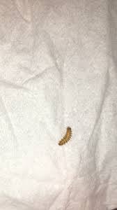 Larve Unter Der Matratze Insekten Bett Larven