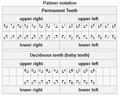 universal tooth numbering system chart tooth numbers canada