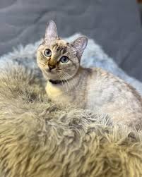 Modo incógnito activado ???? #gatos #gatitos #peludos #mascotas