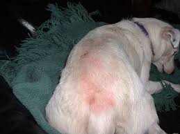 Preventing allergic reactions in cats. What To Do When A Dog Or Cat Is Itching And You Ve Tried Everything Vet Harmony