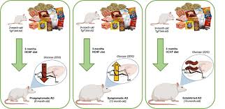 High caloric intake improves neuronal metabolism and functional hyperemia  in a rat model of early AD pathology