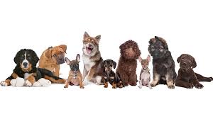 — the owner of a tenafly pet rescue operation has been quietly buying puppies from a puppy store owner from emerson and then selling them for profit, a group of advocates alleges. Brightview Tenafly Hosting Pet Adoption The Jewish Standard
