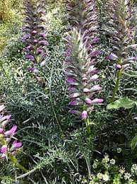 Image result for Acanthus mayaccanus