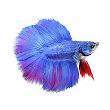 However, on average they're going to live for about 3 years. Betta Fish For Sale Live Betta Fish Petco