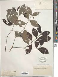 Image result for Pouchetia baumanniana