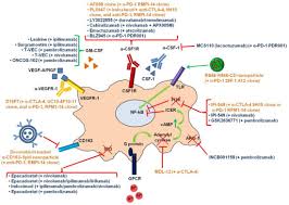 Cancers Free Full Text Targeting Tumor Associated Macrophages To Increase The Efficacy Of Immune Checkpoint Inhibitors A Glimpse Into Novel Therapeutic Approaches For Metastatic Melanoma Html