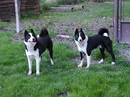 Image result for karelský medvědí pes