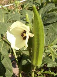 For the best yields, plant okra in the spring 2 to 3 weeks after all danger of frost has passed. Information On Growing Okra And Harvesting Okra