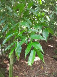 Image result for Syzygium niassense