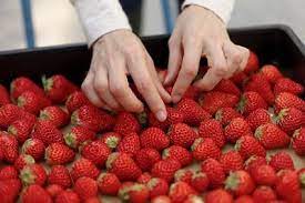 When we had people over for the barbecue, i actually used a strawberry margarita mix. Strawberry Varieties Are Becoming Increasingly Fragmented Fruittoday