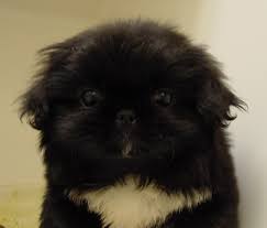 The cost to buy a pekingese varies greatly and depends on many factors such as the breeders' location, reputation, litter size, lineage of the puppy, breed popularity (supply and demand), training, socialization efforts, breed lines and much more. Pekingese Pekingese Puppies Pekingese Pekingese Dogs
