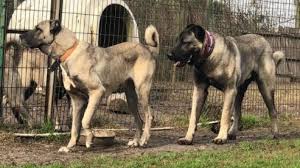 Kangal Yetistiriciligi 2021 Kopek Ciftligi Karli Midir Guncel Ajans