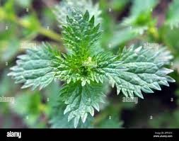 Image result for Urtica urens
