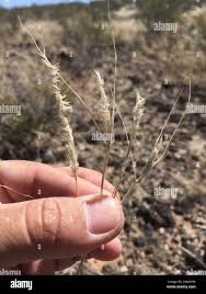 Image result for Enneapogon desvauxii