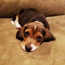 I have an adorable beagle puppy ready for his forever home. Sunshine Beagle Puppies Sunshine Acres Beagle Puppies