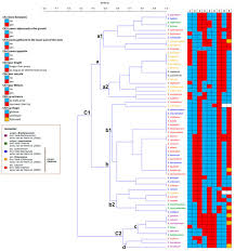 Image result for Satyrium kitimboense