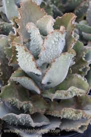 K Beharensis Fang Cacti And Succulents Succulents Planting Succulents