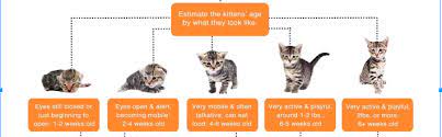 Assess Stray Cat Alliance
