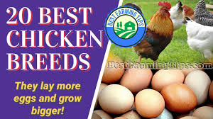 Chickens have been bred for thousands of years, and apart from the recognized breeds, there are an infinite amount of variations, caused by crossbreeding. 20 Best Free Range Chicken Breeds For Beginners Get Many Eggs More Meat Best Farming Tips