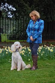 His dad is a 28 lb merle and mom is a 54 lb standard. Argentcymru Standard Poodles Home