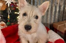 Image result for scottish terrier