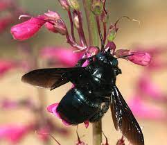 Many bugs give us reason for pause, including spiders, chiggers, bees and lice. Carpenter Bees