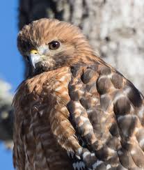 A common hawk of wet deciduous woodlands, they are the noisiest of the buteos, especially during spring courtship. Red Shouldered Hawk Roads End Naturalist