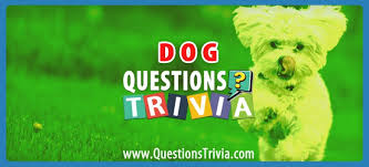As a dog owner, you're bound to deal with a case of diarrhea at one point or another. Dog Trivia Questions And Quizzes Questionstrivia