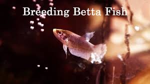 Betta fish breeding quick guide. How To Breed Betta Fish A Step By Step Guide Aquarium Online Store