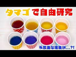 自由研究 夏休み 今年はカラフルゆで卵を作ります egg cooking 友加里 自由研究 夏休み 自由研究 研究