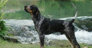 American Black And Tan Coonhound Rescue Inc Pin On Blueticks