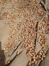 Image result for Vigna subterranea