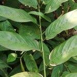 Image result for Marantochloa congensis