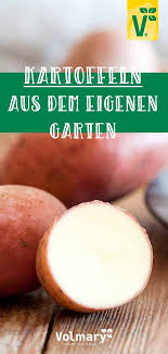 Kartoffeln Aus Dem Eigenen Garten In 2020 Kartoffeln Pflanzen Pflanzen Nachtschattengewachse