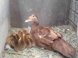 We did not find results for: Muscovy Ducklings Chocolate By Dark Chocolate Loft Youtube