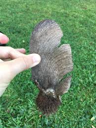 Image result for Centrolobium robustum