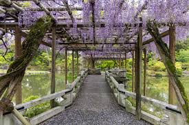 Image result for Wisteria
