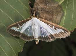 La pyrale du buis est un papillon blanchâtre et une chenille redoutable. Pyrale Du Buis Wikipedia