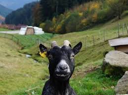 Ferien Mit Tieren Fur Die Ganze Familie Ferien Ferienwohnung Wohnung